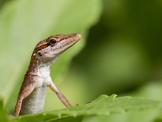 Fototapeta premium Close-up of small brown lizard with textured skin perched on green leaf in nature