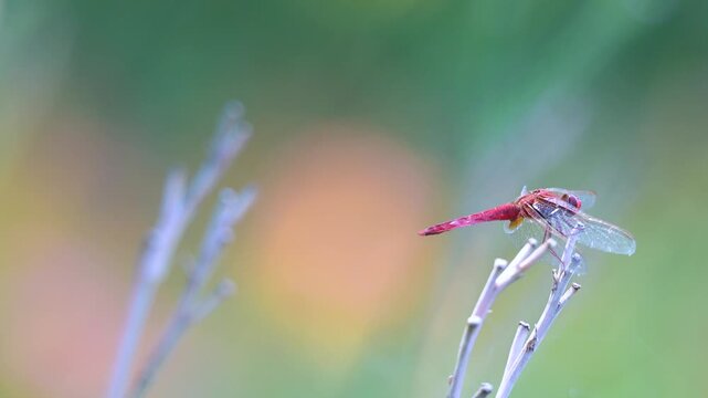 Mature male Red darter on the lookout on a flower stem of hemerocalle taking off from its observation post several times. Crocothemis erythraea, Hemerocallis sp, r&eacute;gion Centre, France, Europe