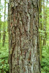 Obraz premium Outdoor closeup of textured bark on a tree