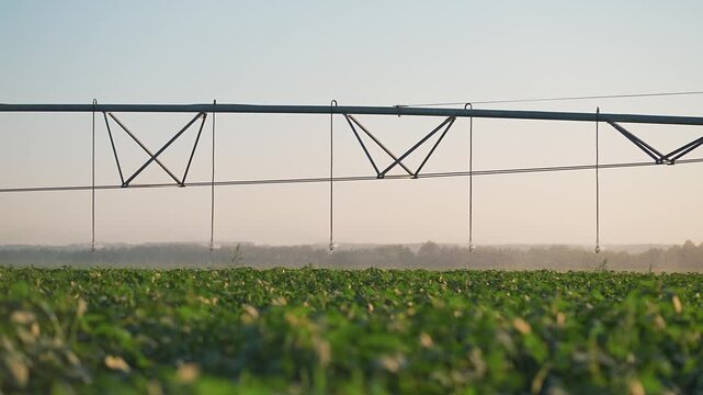 Sprinkler waters farm plantation field. Modern irrigation covers entire crop. System sprays water across agriculture. Field stays productive. Crop depends on irrigation. Farming system boosts crop