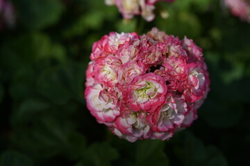 Fototapeta premium Rosebud geranium (Pelargonium 'Apple Blossom Rosebud'), known for its dense, rosette-shaped blossoms in soft pink and white. Hanover Berggarten, Germany.