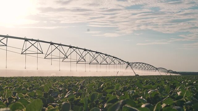 Pivot irrigation stretches across soybean field at sunset. Agricultural system waters crop during golden hour. Irrigation pivot spans soybean field. Sunset farming with pivot watering system.