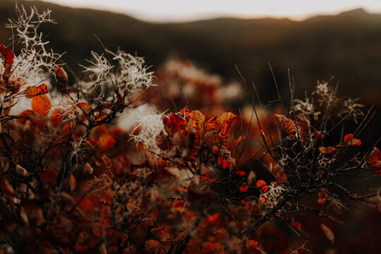 Beautiful red smoke bush with fluffy seed heads in an autumn landscape