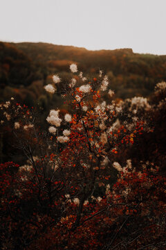 Extreme close up of red autumn leaves and fluffy flowers of a smoke tree