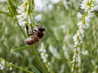 Honey bee pollinates white flower in summer meadow. Macro shot of insect collecting nectar and pollen from blooming plant. © Maria Moroz