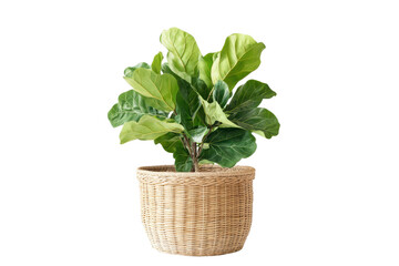 Naklejka premium Potted Green Fiddle Leaf Fig Plant in Woven Basket Against Black Background fiddleleaf greenery