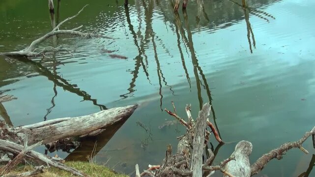 In the tranquil waters of Reserva Lago Yeguin on Tierra del Fuego, beavers gracefully swim, showcasing their remarkable agility. Nature thrives in this peaceful haven filled with lush greenery.