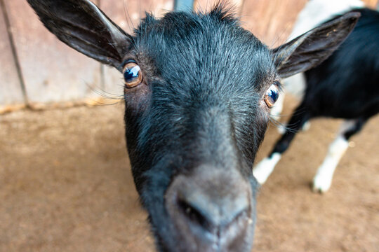 Funny Close-Up Portrait of a Curious Black Goat Looking Directly at Camera in Barnyard