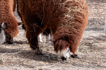 Cute Brown Alpaca with Fluffy Fleece Eating Dried Grass and Hay on a Farm © dizfoto1973