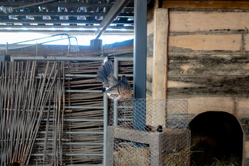 Speckled Hen Perched on a Hay Feeder Inside a Rustic Wooden Chicken Coop on a Farm © dizfoto1973