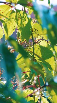 Backlit vine leaves and buds framed in vertical close-up with shifting focus revealing layered depth and glowing venation