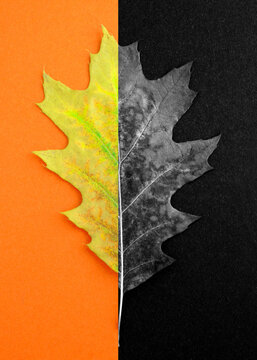 Collage of dry yellow and black oak leaf. Close-up. Autumn background.