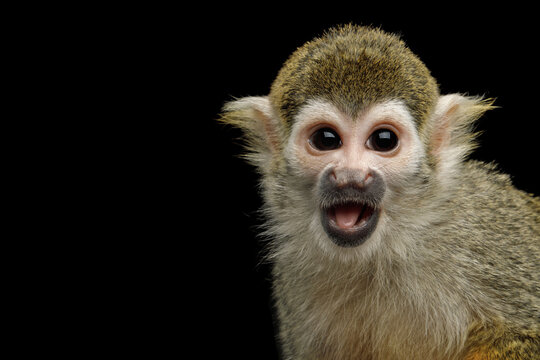 Squirrel monkey close-up portrait with surprised expression isolated on black background