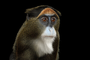 Fototapeta premium De Brazza's monkey portrait shown in profile isolated on black background