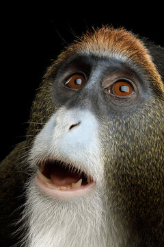 De Brazza's monkey close-up portrait with surprised expression isolated on black background