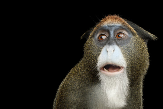 De Brazza's monkey close-up portrait with mouth open in surprised expression isolated on black background