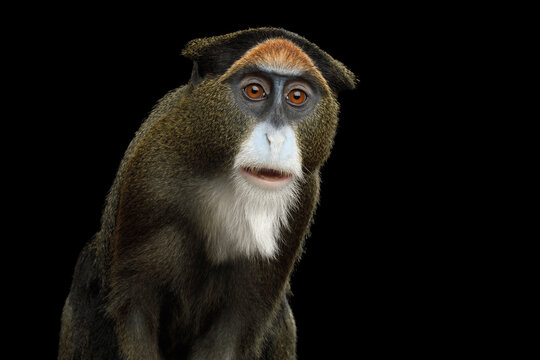De Brazza's monkey close-up portrait with mouth open in surprised expression isolated on black background