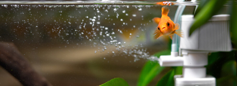 Goldfish in a home aquarium with natural driftwood and aquatic plants. Aquarium fish in a natural underwater environment, concept of pet care and aquarium keeping.