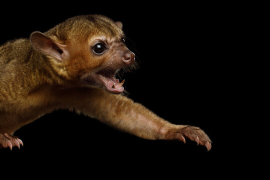 Kinkajou lunging forward with mouth open showing teeth isolated on black background