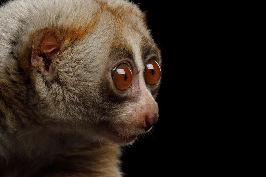 Slow loris portrait with large round eyes isolated on black background