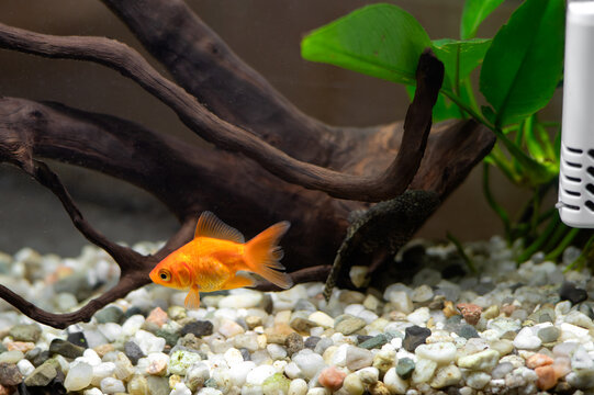 Bristlenose pleco resting on natural driftwood in a home aquarium with a goldfish, algae and an air compressor for water aeration. Concept of aquarium keeping and fish care.