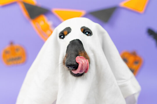 A black and tan dachshund dog draped in a white sheet ghost disguise licks its nose against a purple wall with paper bunting and pumpkin cutouts, a playful pet costume idea.