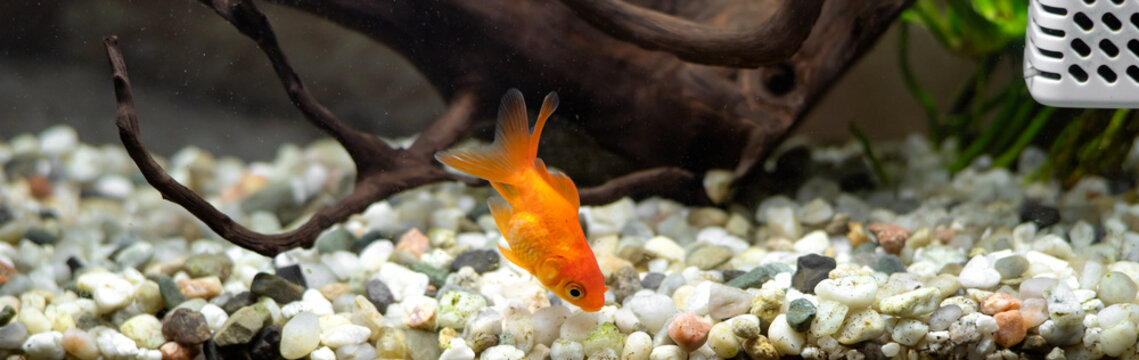 Goldfish in a home aquarium with natural driftwood and aquatic plants. Aquarium fish in a natural underwater environment, concept of pet care and aquarium keeping.