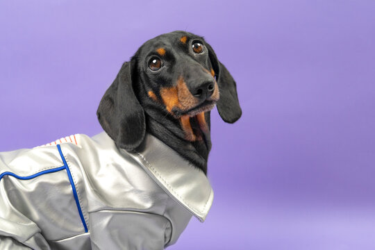 A black and tan dachshund dog dressed in a shiny silver jacket with blue trim gazes upward with a startled expression against a purple backdrop, a playful pet fashion concept.