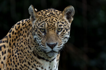 Naklejka premium Jaguar (Panthera onca) resting in the Northern Pantanal in Mata Grosso in Brazil