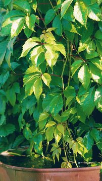 Climbing vine leaves dripping into rusted water container under warm directional sunlight, close vertical botanical view