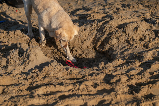 Dog digging in sand during natural play and enrichment activity