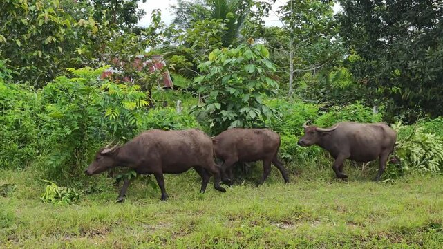 Buffaloes are walking on the grassy field.