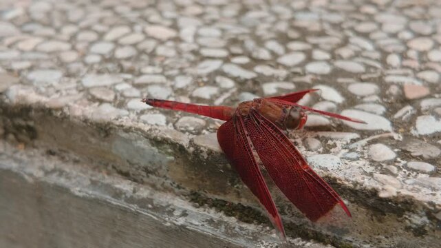 A vibrant red dragonfly resting on a textured stone surface outdoors.