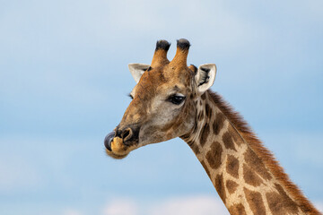 Fototapeta premium Giraffe hanging around at a waterhole in the very dry and desolate Etosha National Park in Namibia