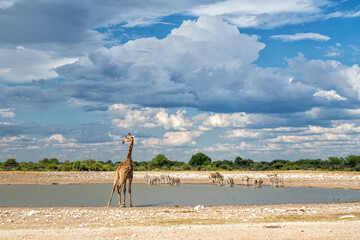 Giraffe hanging around at a waterhole in the very dry and desolate Etosha National Park in Namibia