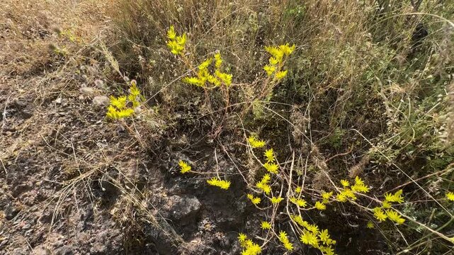 Bright yellow goldmoss stonecrop (Sedum acre) blooming over rocky ground. Succulent wild plant growing in its natural mountain habitat with vibrant floral details in summer sunlight.