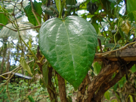 A vibrant, glossy green Betel leaf (Piper betle) with a distinct heart shape and visible veins, growing in a sunny tropical garden environment.