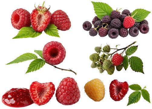 A varied collection of raspberries in red, golden, black, white, and green stages with leaves, halves, and clusters.