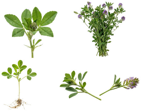 A botanical collection of alfalfa in seedlings, flowers, roots, sprouts, pods, and dried forage stages.