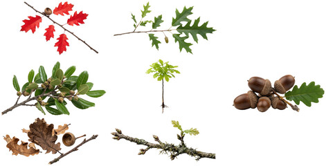 A collection of oak branches, leaves, acorns, and a wreath in fresh, autumnal, and evergreen variations. © z_to_the_top