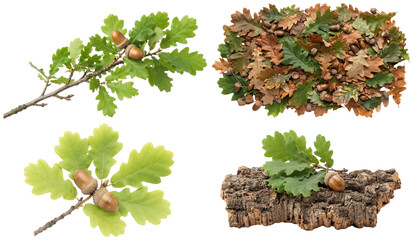 A collection of oak branches, leaves, acorns, and woodland sprigs with seasonal and decorative variations. © z_to_the_top