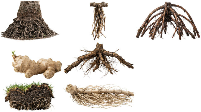 A collection of diverse plant root systems, tubers, and root flares shown in clean isolated studio-style detail.