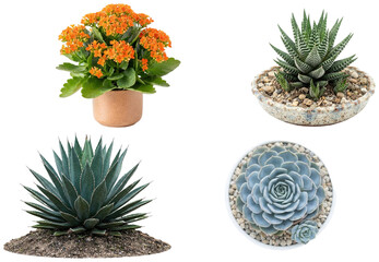 A collection of assorted succulent plants and cacti in pots and arrangements, featuring rosettes, trailing forms, and sculptural leaves. © z_to_the_top