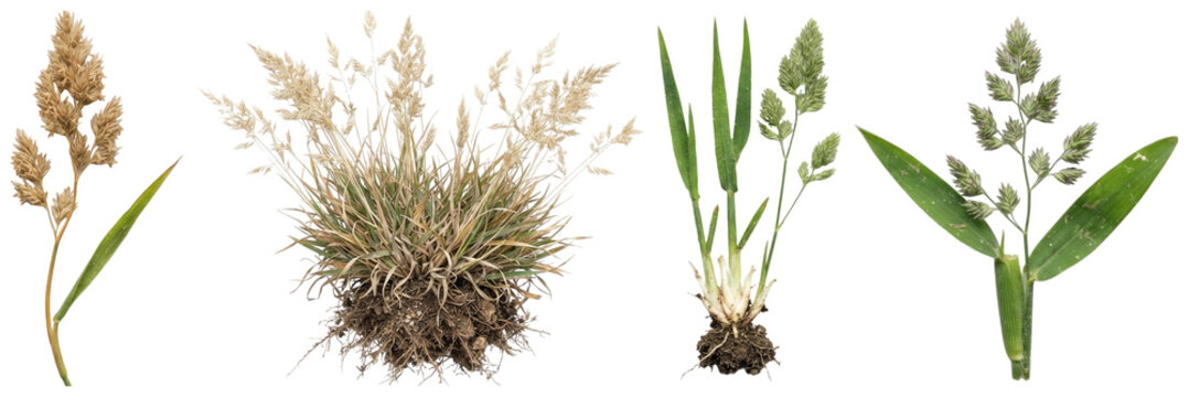 A collection of orchard grass specimens showing stems, blades, panicles, crowns, and roots in clean botanical arrangements.