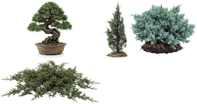 A collection of juniper shrubs, groundcovers, branches, and bonsai forms in different colors and growth habits.