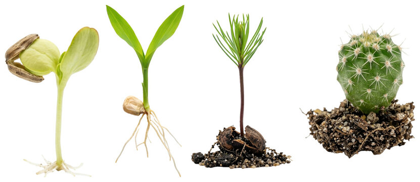 A collection of young plant seedlings and sprouts featuring vegetables, herbs, trees, crops, and ornamental starts.