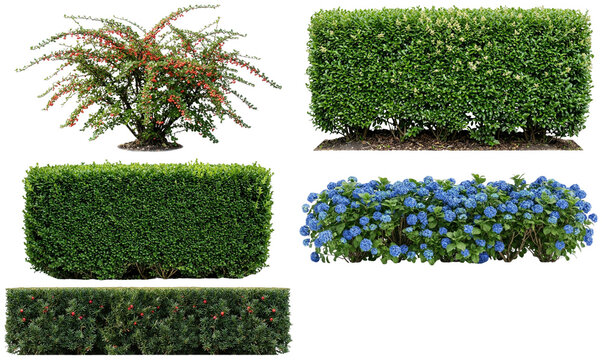 A collection of ornamental hedgerow plants trimmed and flowering for formal gardens and landscape borders.