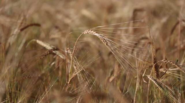 Golden ear of wheat, rye, or barley, close up. Ripe agricultural crop harvest. Cereal field. Nature background