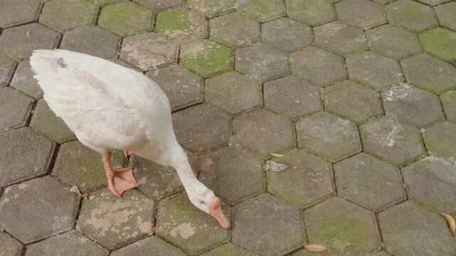 A single white goose searching for food on a paved hexagonal block surface outdoors.