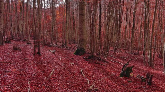 Aerial landscape of autumn beech forest with red foliage. Moving in tall trees in woodland, natural scenery background, 4k